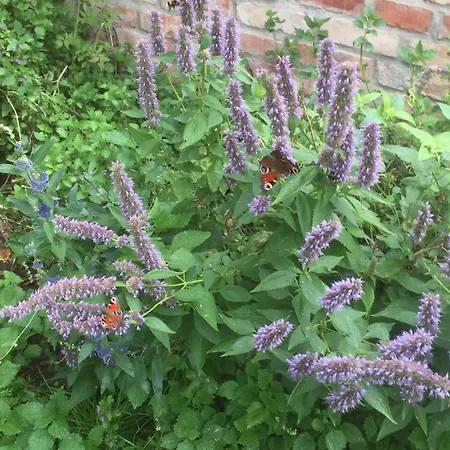 Haus Am Erlenhain Mit Sauna Und Grossem, Naturnahen Garten Prázdninový dům